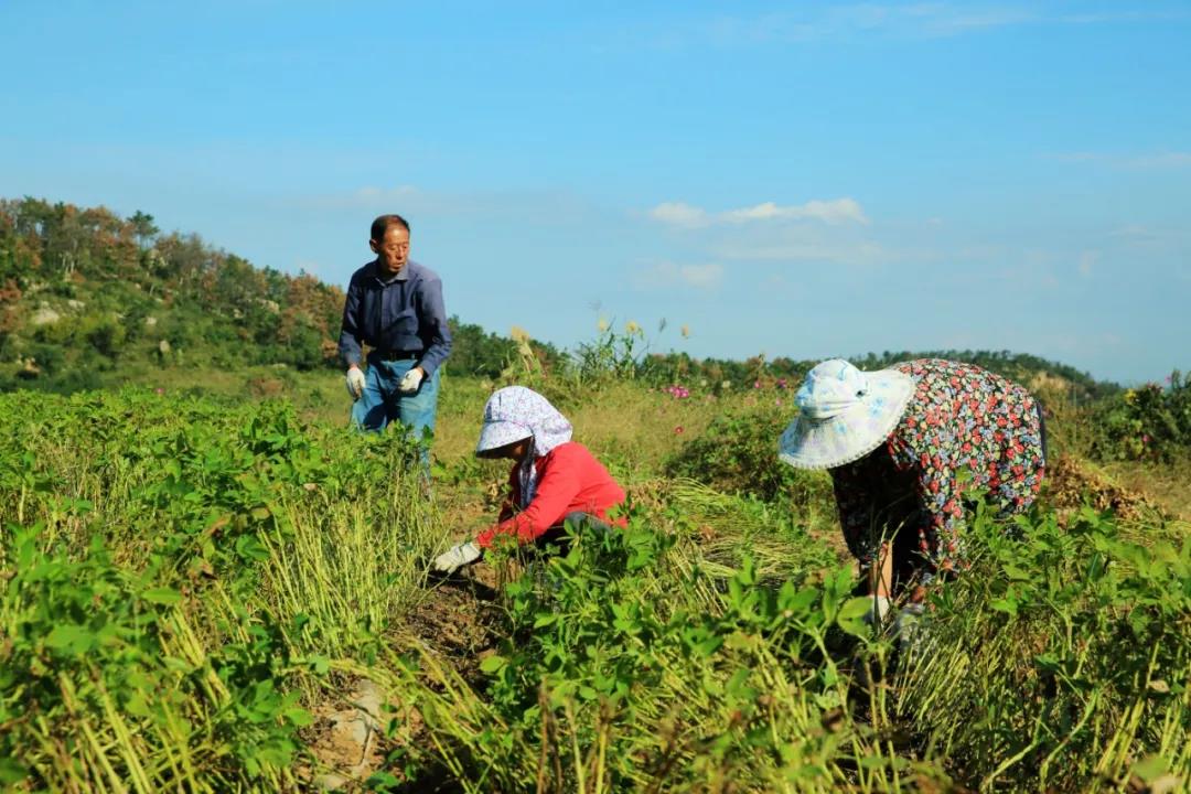 為什么近一半的種植大戶都選擇中聯收獲自走式花生撿拾收獲機? 1637044122632934.jpg