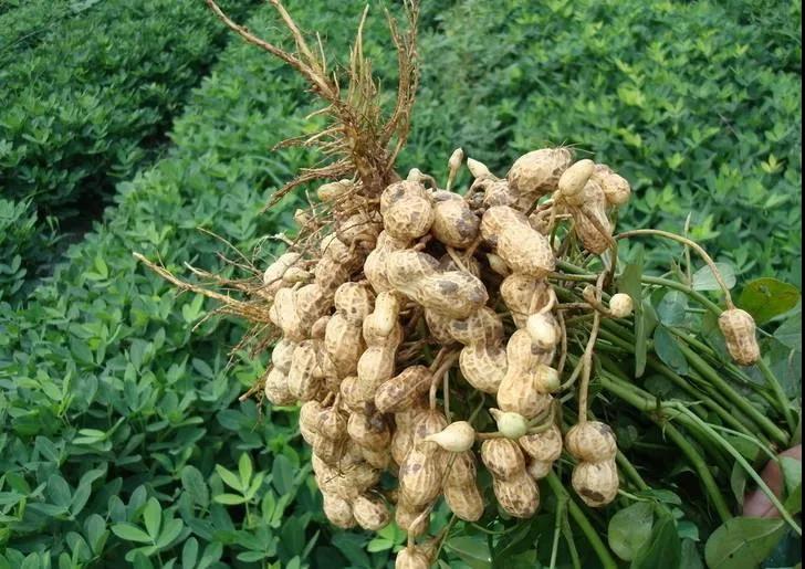 中聯收獲花生機質量有多強?收一千多畝連根皮帶都沒換 1637132216742446.jpg