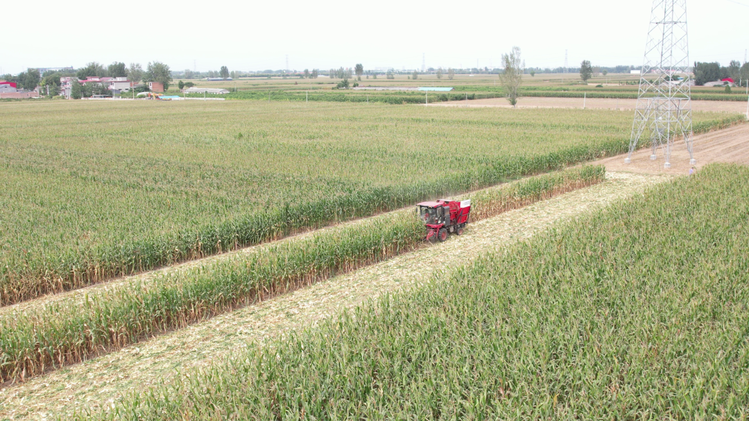 保定用戶于立賓:日均作業100畝 “致富利器”中聯收獲玉米機 930.png