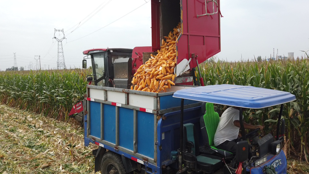 保定用戶于立賓:日均作業100畝 “致富利器”中聯收獲玉米機 930-1.png