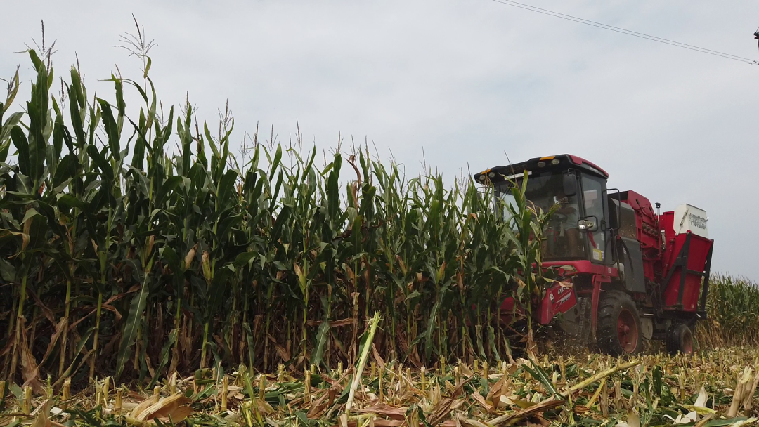 保定用戶于立賓:日均作業100畝 “致富利器”中聯收獲玉米機 930-2.png