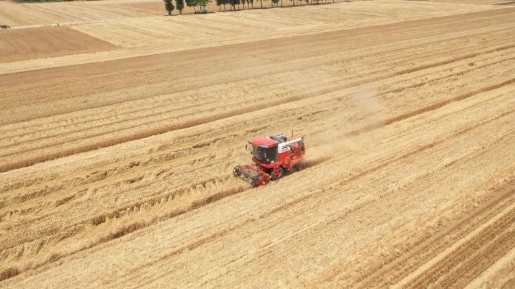 聯合收割機的新周期,新疆-2卷土重來 329.jpg