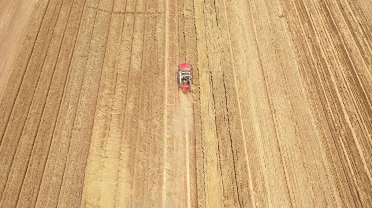 聯合收割機的新周期,新疆-2卷土重來 329-5.jpg