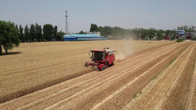 聯合收割機的新周期,新疆-2卷土重來 329-4.jpg