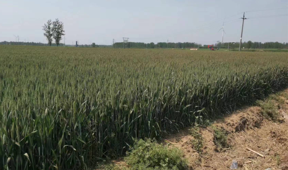 中聯收獲小麥機:有何魔力讓30年老機手著迷? 中聯收獲小麥機:有何魔力讓30年老機手著迷?(圖2)