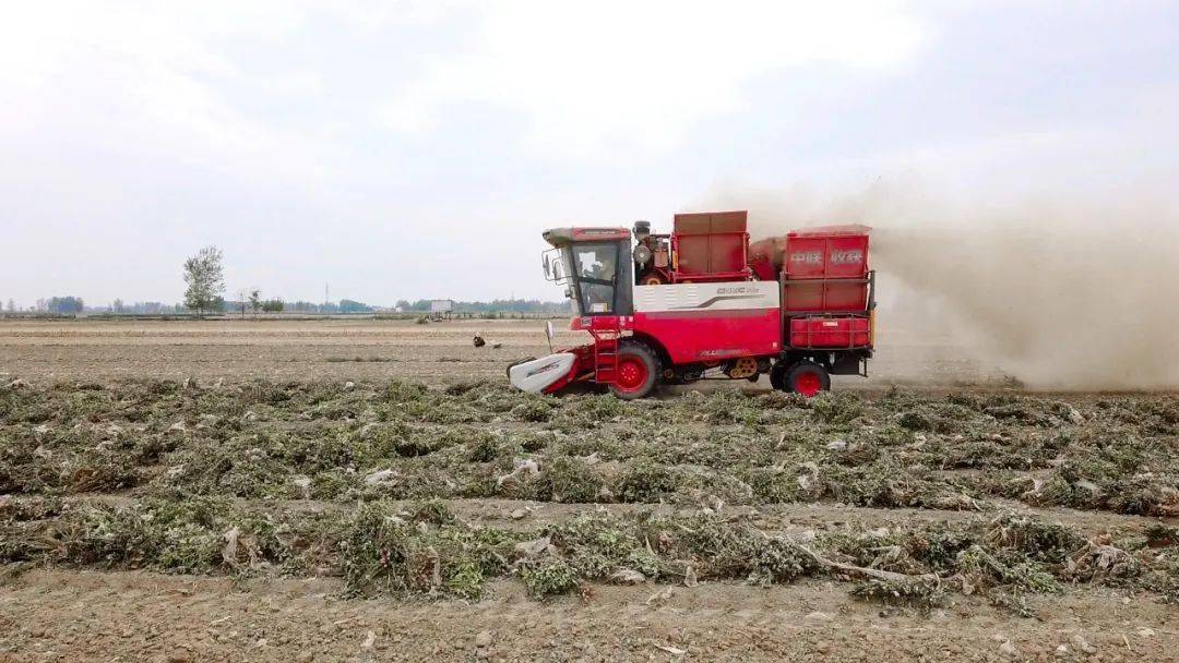 唐山豐南劉賀海:年收入翻兩番 中聯收獲花生機帶來意外之喜 唐山豐南劉賀海:年收入翻兩番 中聯收獲花生機帶來意外之喜 (圖5)